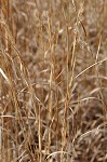 Broom sedge