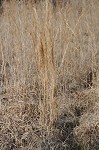 Broom sedge