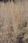 Broom sedge