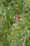 Groundnut