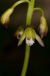 Adam and Eve orchid <BR>Puttyroot