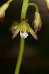 Adam and Eve orchid <BR>Puttyroot