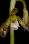 Adam and Eve orchid <BR>Puttyroot