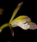 Adam and Eve orchid <BR>Puttyroot