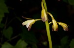 Adam and Eve orchid <BR>Puttyroot