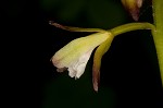 Adam and Eve orchid <BR>Puttyroot