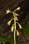 Adam and Eve orchid <BR>Puttyroot