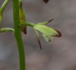 Adam and Eve orchid&nbsp;<BR>Puttyroot