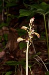 Adam and Eve orchid <BR>Puttyroot