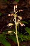 Adam and Eve orchid <BR>Puttyroot