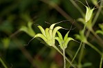 Columbine