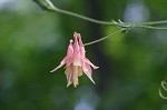 Columbine