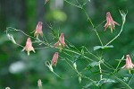 Columbine