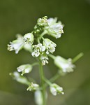 Smooth rockcress