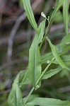 Smooth rockcress