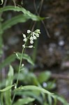 Smooth rockcress