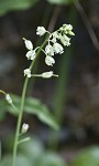 Smooth rockcress