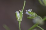 Smooth rockcress