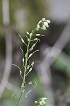 Smooth rockcress