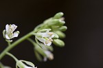 Smooth rockcress