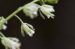 Smooth rockcress