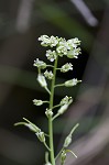 Smooth rockcress