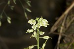 Smooth rockcress