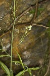 Smooth rockcress