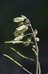 Smooth rockcress