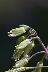 Smooth rockcress