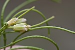 Smooth rockcress