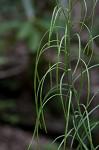 Smooth rockcress