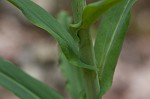 Smooth rockcress