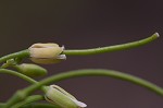 Smooth rockcress