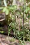 Smooth rockcress