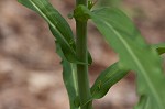 Smooth rockcress