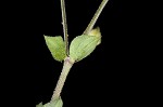 Thymeleaf sandwort