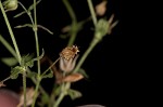 Thymeleaf sandwort