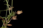 Thymeleaf sandwort