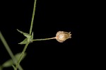 Thymeleaf sandwort