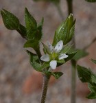 Thymeleaf sandwort