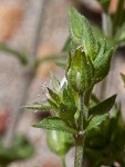 Thymeleaf sandwort