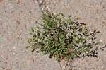 Thymeleaf sandwort