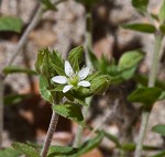 Thymeleaf sandwort