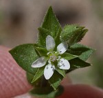 Thymeleaf sandwort