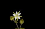 Thymeleaf sandwort