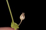 Thymeleaf sandwort