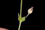 Thymeleaf sandwort