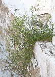 Thymeleaf sandwort