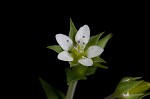 Thymeleaf sandwort